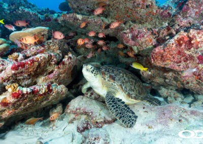 Baa Atoll Biosphere Reserve