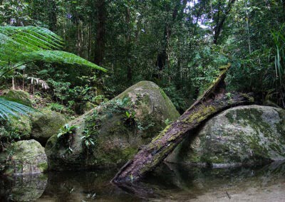 Daintree National Park