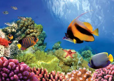 Great Barrier Reef