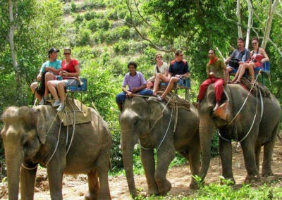 Jungle Safari