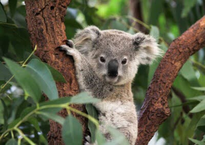 Lone Pine Koala Sanctuary