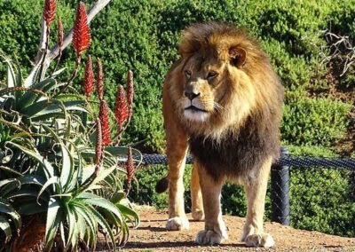 Melbourne Zoo