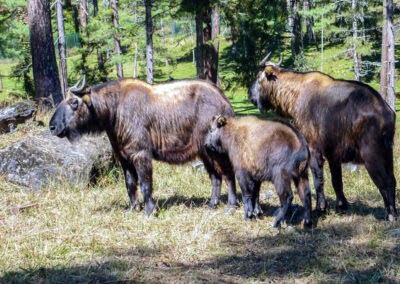 Motithang Takin Nature Reserve