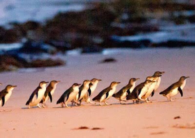 Penguin Island